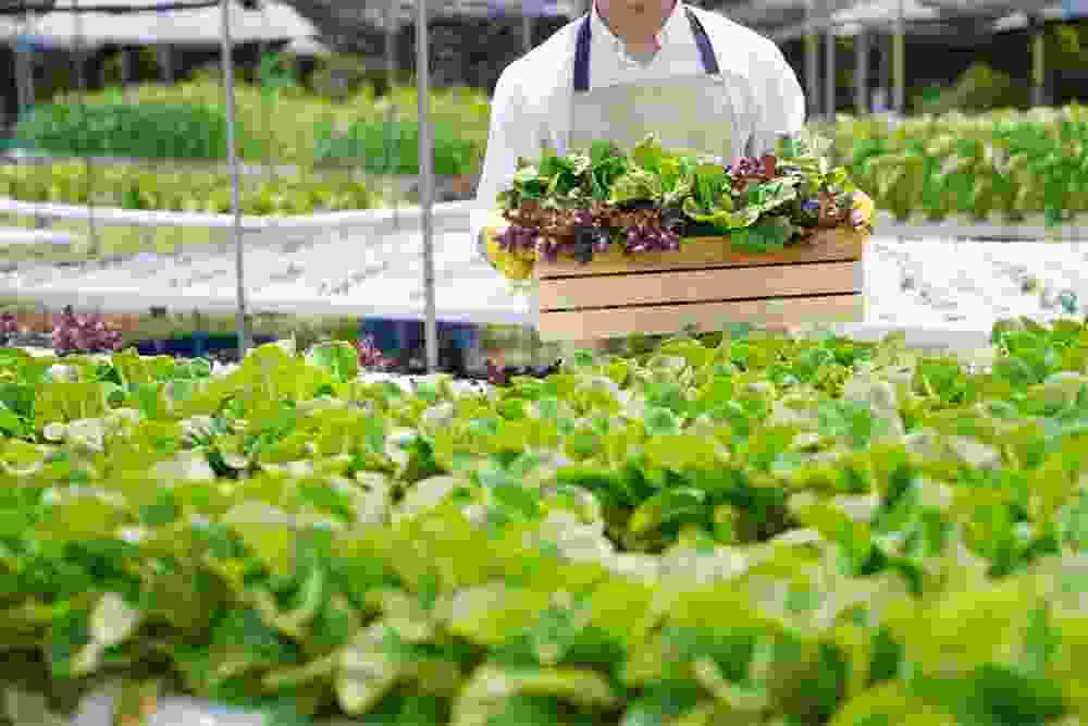 Vanam House Of Plants